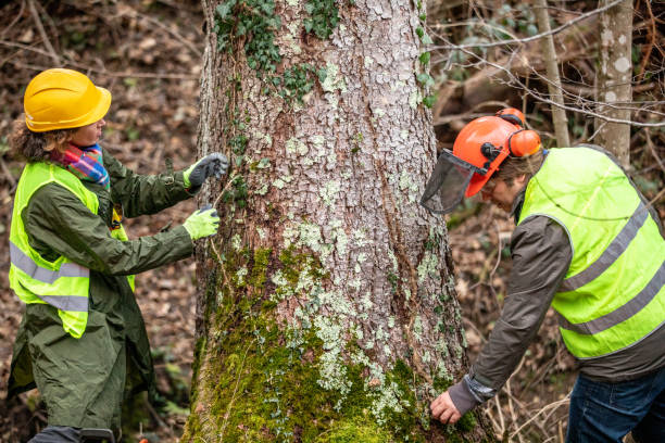 Best Tree Preservation Services  in Hamilton, MO