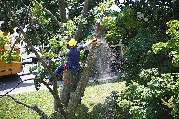 Best Tree Health Inspection  in Hamilton, MO